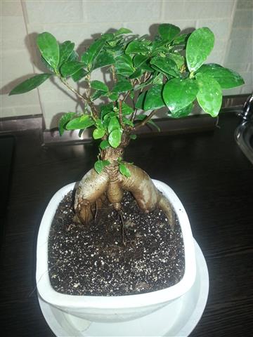 تصویر پرسش و پاسخ گیاه
